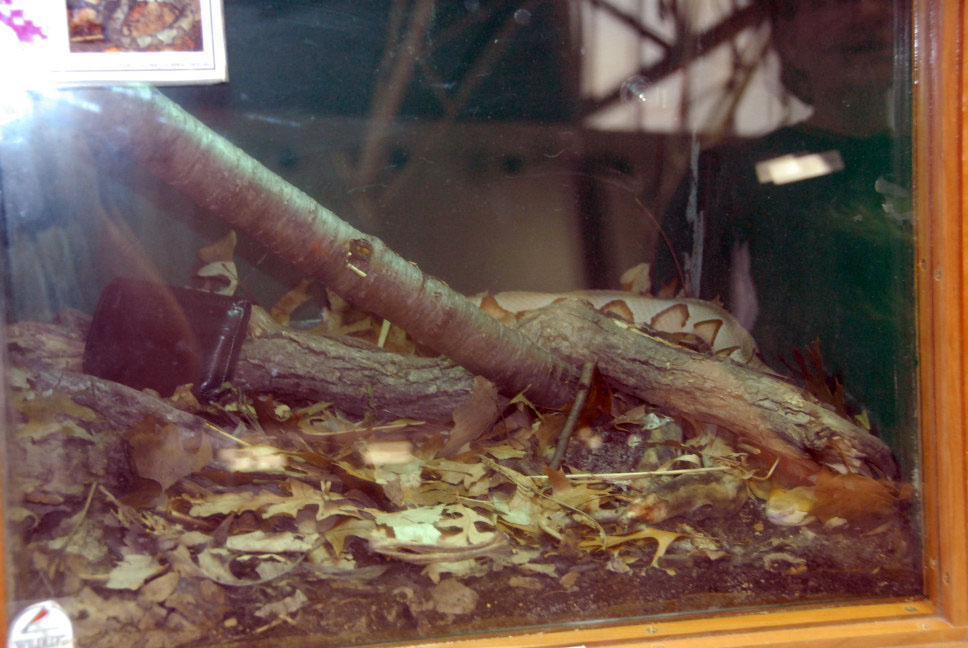 Reptile Fest 2010