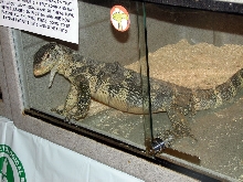Reptile Fest 2010