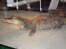 Reptile Fest 2010