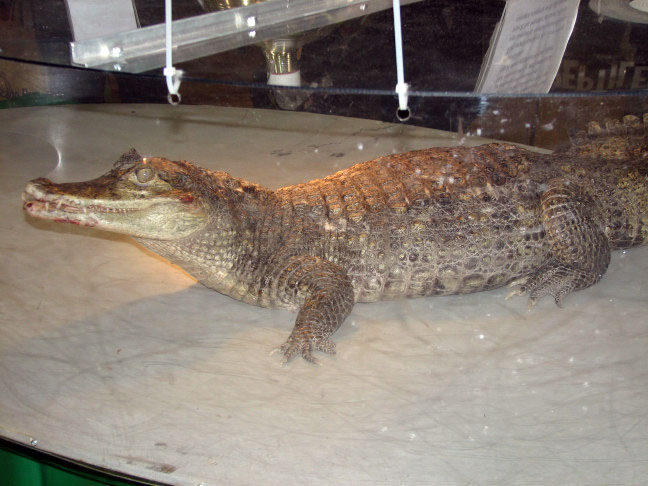 Reptile Fest 2010