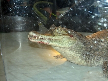 Reptile Fest 2010
