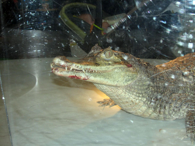Reptile Fest 2010