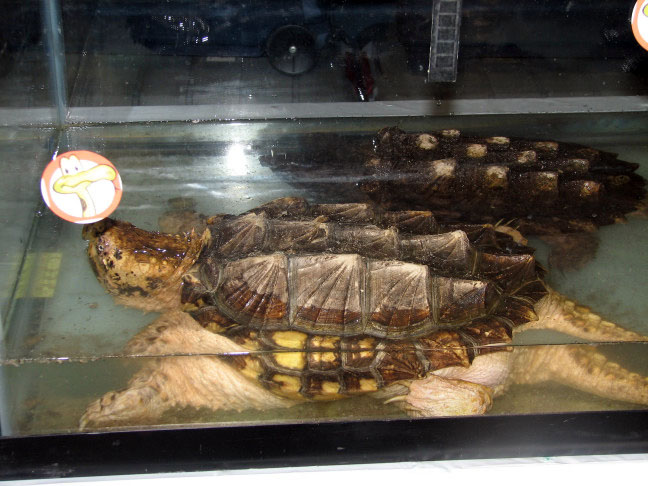 Reptile Fest 2010