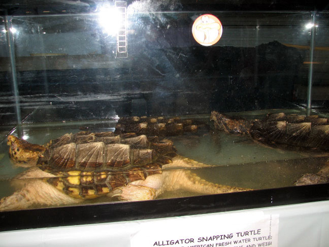 Reptile Fest 2010
