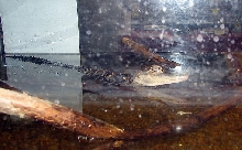 Reptile Fest 2010