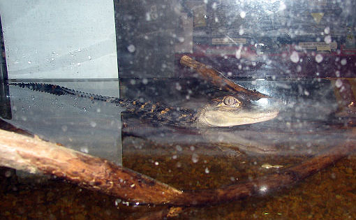 Reptile Fest 2010