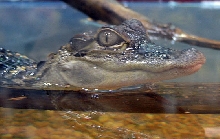 Reptile Fest 2010