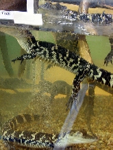Reptile Fest 2010