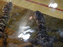 Reptile Fest 2010
