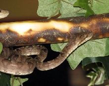 Reptile Fest 2010