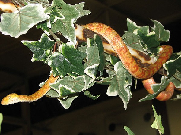 Reptile Fest 2010