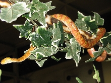 Reptile Fest 2010