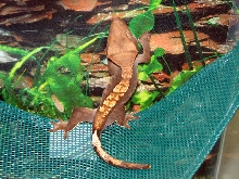 Reptile Fest 2010