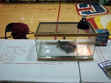Reptile Fest 2010