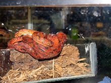 Reptile Fest 2010