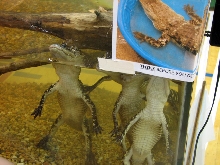Reptile Fest 2010