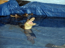 Reptile Fest 2010
