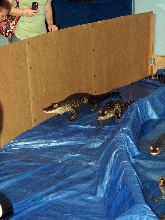 Reptile Fest 2010