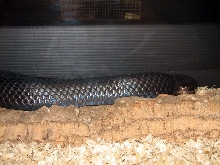 Reptile Fest 2010