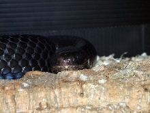 Reptile Fest 2010