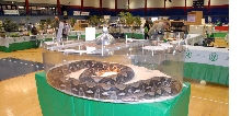 Reptile Fest 2010