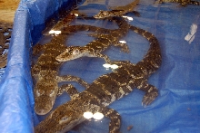 Reptile Fest 2010