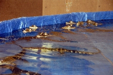 Reptile Fest 2010
