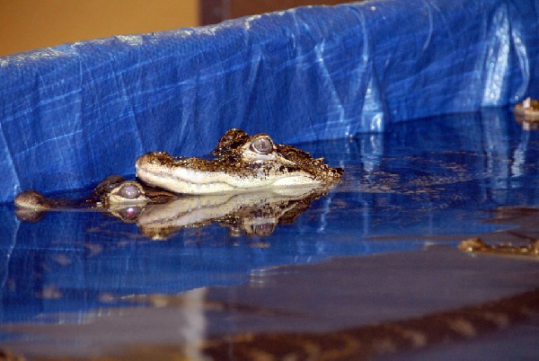 Reptile Fest 2010