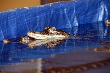 Reptile Fest 2010