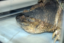 Reptile Fest 2010
