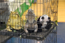Reptile Fest 2010