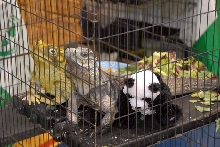 Reptile Fest 2010