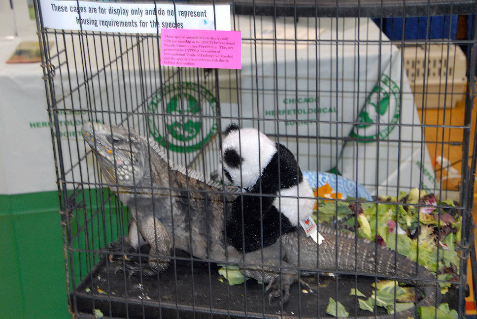 Reptile Fest 2010