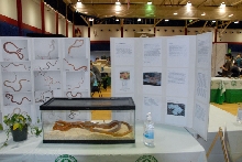 Reptile Fest 2010