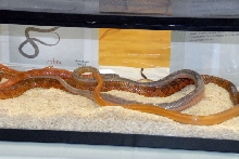 Reptile Fest 2010