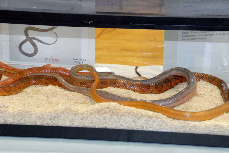 Reptile Fest 2010
