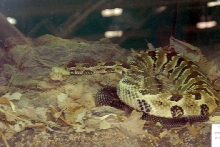 Reptile Fest 2010