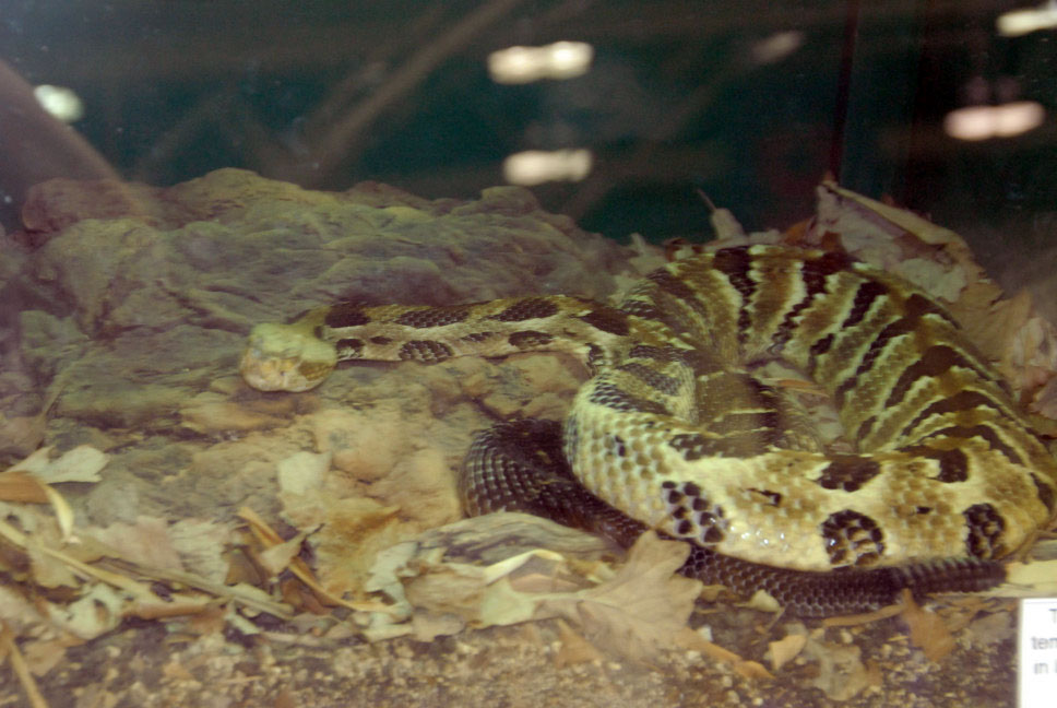 Reptile Fest 2010
