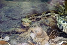 Reptile Fest 2010