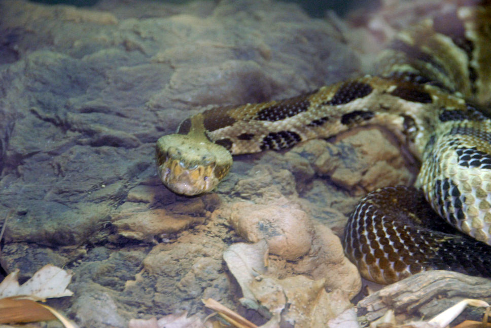 Reptile Fest 2010
