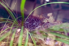 Reptile Fest 2010