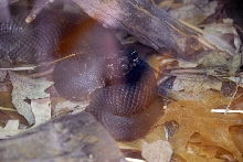 Reptile Fest 2010