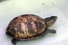 Reptile Fest 2010