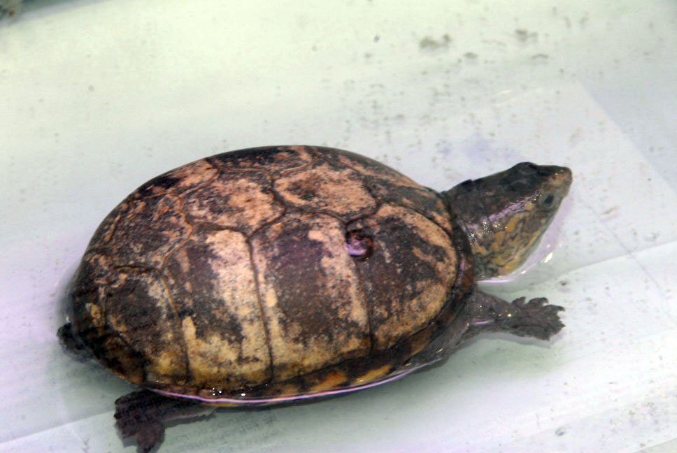 Reptile Fest 2010