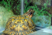 Reptile Fest 2010