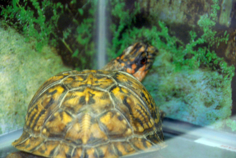 Reptile Fest 2010