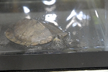 Reptile Fest 2010
