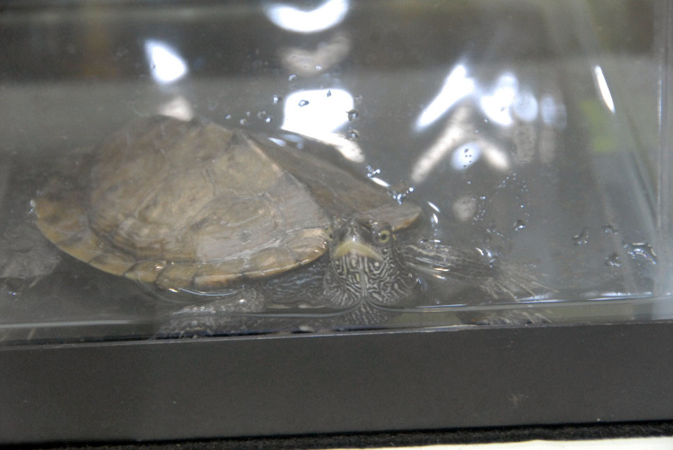 Reptile Fest 2010