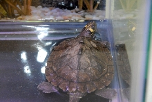 Reptile Fest 2010