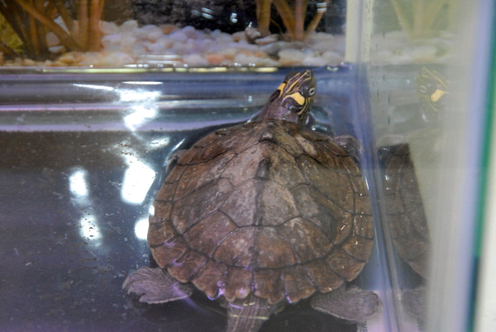 Reptile Fest 2010